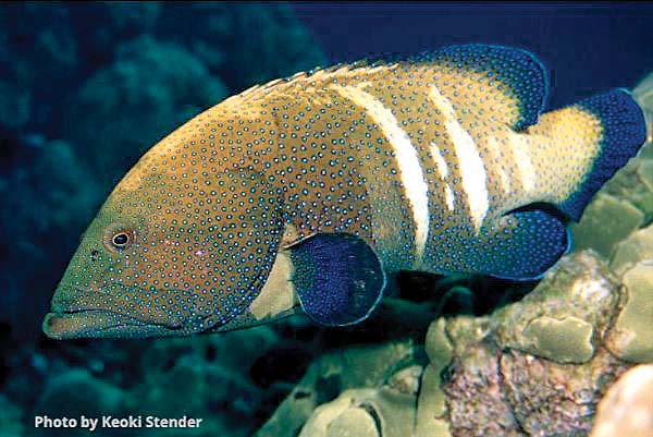 Native predatory fish help control invasive species in Hawaiian